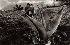 Sebastião Salgado, Mexico, 1980, Gelatin silver print, printed 1989 on double-weight semi-matte paper