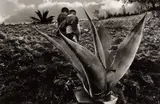 Sebastião Salgado, Mexico, 1980, Gelatin silver print, printed 1989 on double-weight semi-matte paper