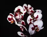 Nobuyoshi Araki, From the series 'Flowers and Jamorinsky', Japan 2005–2006, 2005, Vintage chromogenic print on glossy paper