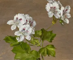 Adolf Senff, Geranienblüte, Öl auf Papier