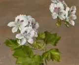 Adolf Senff, Geranienblüte, Öl auf Papier