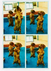 Stanley + Heinz by David Hockney, C-Print auf Fujicolor-Papier, sold Jun 2016