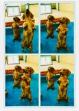 Stanley + Heinz by David Hockney, C-Print auf Fujicolor-Papier, sold Jun 2016