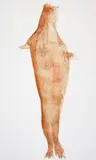 Robbe by Joseph Beuys, 1981, Farblithografie auf Bütten, sold Dec 2016
