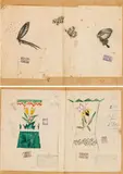 Dagobert Peche, 5 drafts, mixed media on paper