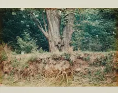 Silueta Works in Iowa by Ana Mendieta, 1976-78, Chromogenic print, on AGFA paper, the full sheet, sold Apr 2017