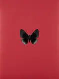 It's a Beautiful Day: one plate by Damien Hirst, 2013, Polymer-gravure block print in colors, on Zerkall Paper, the full sheet, sold Apr 2017