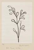 Louise Bourgeois, La petite pousse II (The Little Shoot II), 2005, Aquatint, on music paper (staves drawn in pencil) to handmade Twinrocker paper, with full margins