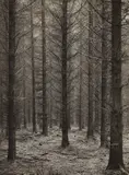 Albert Renger-Patzsch, Spätherbst im Fichtenwald