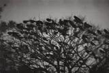 Masahisa Fukase, Kanazawa from Ravens, 1977, Gelatin silver print, printed 1986