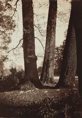 Gustave Le Gray, Troncs d’Arbres, Fontainebleau, 1855, Albumen print, mounted