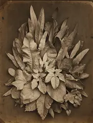 Charles Aubry, Untitled (study of leaves), 1864, Albumen print