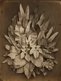 Charles Aubry, Untitled (study of leaves), 1864, Albumen print