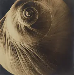 The Spiral Shell by Edward Steichen, 1921, Gelatin silver print, offered Apr 2017