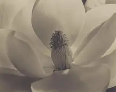 Imogen Cunningham, Magnolia Blossom, 1925, Gelatin silver print