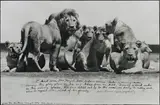 Peter Beard, Lion Pride from The End of the Game, 1976, Gelatin silver print, executed later