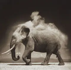 Elephant with Exploding Dust, Amboseli by Nick Brandt, 2004, Archival pigment print, sold Apr 2017
