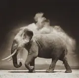 Elephant with Exploding Dust, Amboseli by Nick Brandt, 2004, Archival pigment print, sold Apr 2017