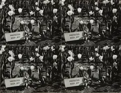 Andy Warhol, Untitled (protected keep off), 1976-1986, Four stitched gelatin silver prints with white thread