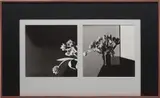 Robert Mapplethorpe, Tulips