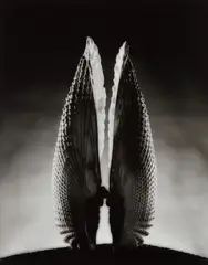 Angel Wings by Ruth Bernhard, 1943, Gelatin silver print, printed later, sold Apr 2017