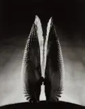 Ruth Bernhard, Angel Wings