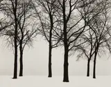 Harry Callahan, Chicago (Trees in Snow)