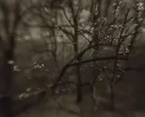 Josef Sudek, The Coming of Spring