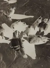 Untitled (pigeons) by László Moholy-Nagy, circa 1925-1930, Gelatin silver print, sold Apr 2017