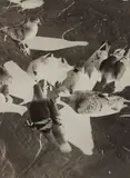 László Moholy-Nagy, Untitled (pigeons), circa 1925-1930, Gelatin silver print
