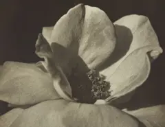 Johan Hagemeyer, Flower Form, 1928, Gelatin silver print, printed no later than 1938