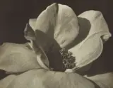 Johan Hagemeyer, Flower Form, 1928, Gelatin silver print, printed no later than 1938