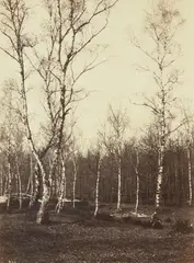 Eugène Cuvelier, Jean de Paris, Fontainebleau, 1860s, Albumen print