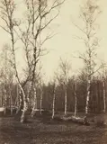 Eugène Cuvelier, Jean de Paris, Fontainebleau, 1860s, Albumen print