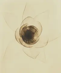 Dr. Dain L. Tasker, Wide Open Lotus, 1935, Gelatin silver print