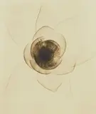 Dr. Dain L. Tasker, Wide Open Lotus, 1935, Gelatin silver print