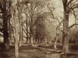 Benjamin Brecknell Turner, Trees (Pepperharrow Park), circa 1853, Albumen print