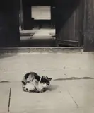 Shikanosuke Yagaki, Cat, circa 1930s, Gelatin silver print