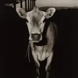 Peter Hujar, Cow with Straw in Its Mouth, 1978, Gelatin silver print