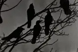Masahisa Fukase, Nayoro from Ravens, 1976, Gelatin silver print, printed 1986