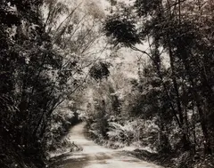 Paradise 8 (Blumfield Track), Daintree, Australia by Thomas Struth, 1998, Chromogenic print, face-mounted to Plexiglas, sold Apr 2017
