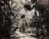 Thomas Struth, Paradise 8 (Blumfield Track), Daintree, Australia, 1998, Chromogenic print, face-mounted to Plexiglas