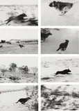 John Divola, Selected Images from Dogs Chasing My Car in the Desert