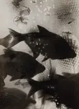 Heinz Hajek-Halke, Träumende Fische (Dreaming fish)