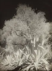 Maurice Tabard, Oliviers et Agaves, Infra-Rouge No. II, circa 1934, Gelatin silver print