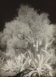 Maurice Tabard, Oliviers et Agaves, Infra-Rouge No. II, circa 1934, Gelatin silver print