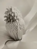 Imogen Cunningham, Magnolia Blossom (Tower of Jewels)