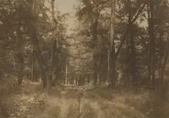Gustave Le Gray, Sous-bois au Bas-Bréau, Forêt de Fontainebleau, 1852, Salt print, mounted