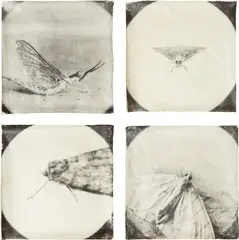 Attracted to Light by Doug Starn and Mike Starn, New York: Nancy Bressler Editions, 1999. Deluxe Edition. Fourteen hand coated gelatin silver prints on Thai mulberry pap, offered Oct 2017