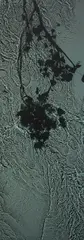 Susan Derges, The River Taw (New Moon Ivy), Oct. 20, 1998, Unique dye destruction photogram, flush-mounted